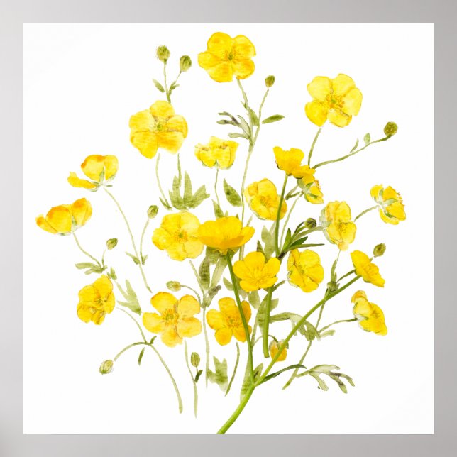 Gelbbutterbecher Blume Aquarell Poster (Vorne)