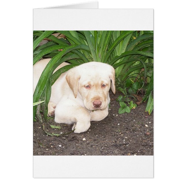 Gelbe 3 Labrador (Vorne)