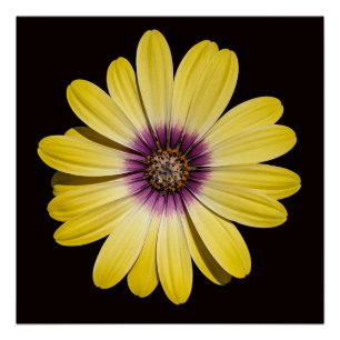 Gelbe Afrikanische Margerite auf schwarzem Blumenb Poster