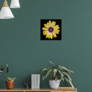 Gelbe Afrikanische Margerite auf schwarzem Blumenb Poster