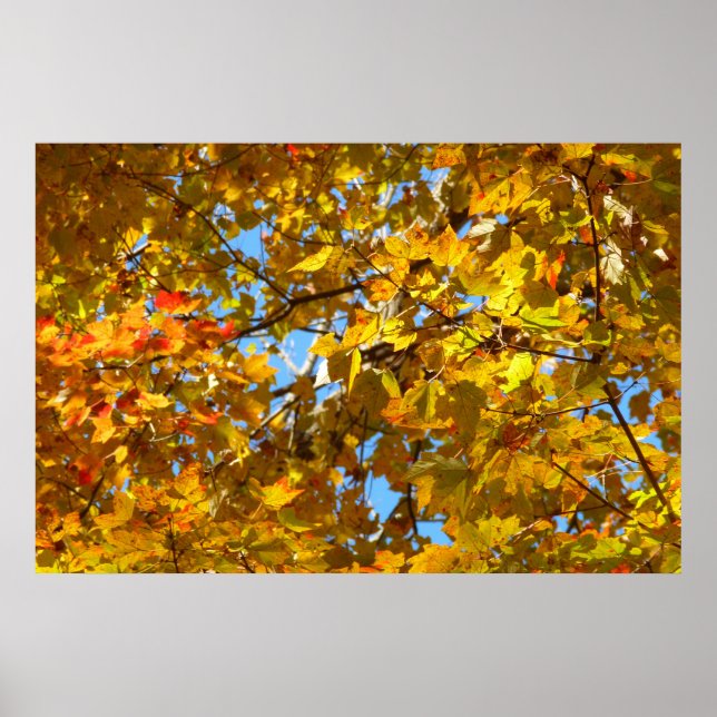 Gelbe Ahorn-Blätter und Blauer Himmel Poster (Vorne)