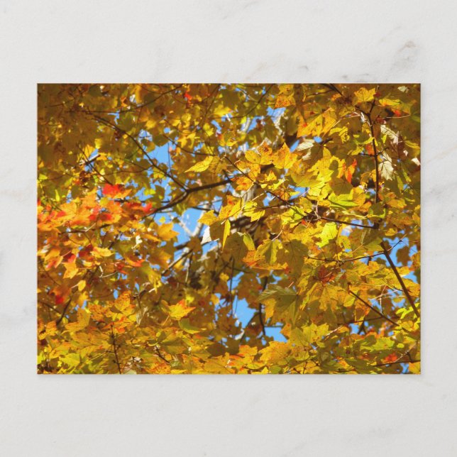 Gelbe Ahorn-Blätter und Blauer Himmel Postkarte (Vorderseite)