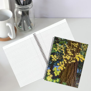 Gelbe Ahornblätter und Douglasie Notizbuch