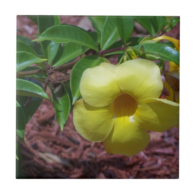 Gelbe Alamanda-Blüte Fliese (Vorderseite)