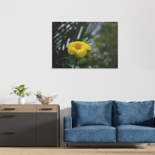 Gelbe Allamanda-Blüte mit Wassertropfen Leinwanddruck