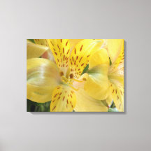 Gelbe Alstroemeria Stretched Canvas Print