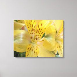 Gelbe Alstroemeria Stretched Canvas Print Leinwanddruck