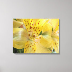 Gelbe Alstroemeria Stretched Canvas Print Leinwanddruck
