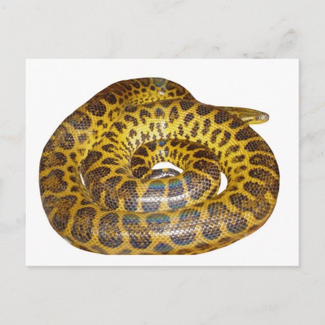 Gelbe Anaconda Postkarte (Vorderseite)