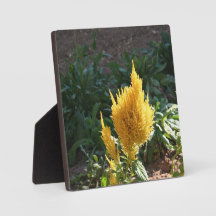 Gelbe Astilbe-Blume