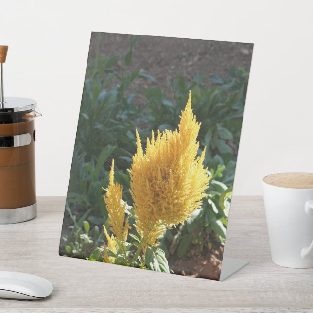 Gelbe Astilbe-Blume Sockelschild (In SItu)