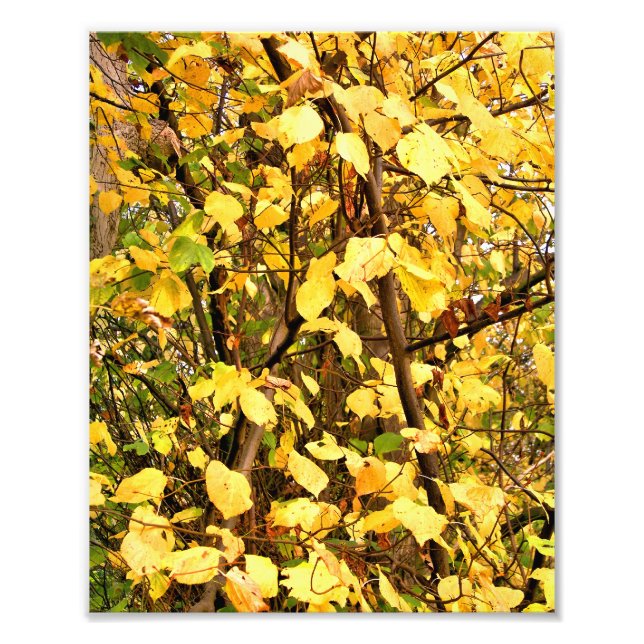 GELBE AUTUMNSTÜCKE FOTODRUCK (Vorne)