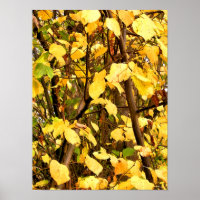 GELBE AUTUMNSTÜCKE