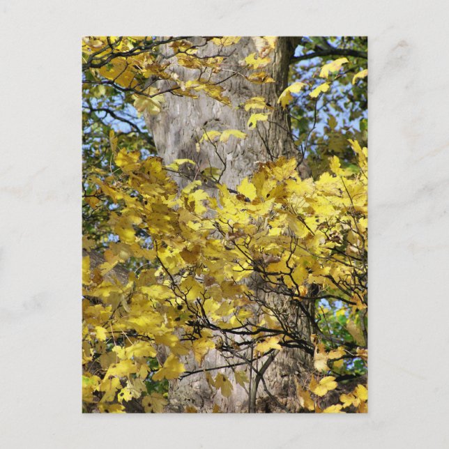 GELBE AUTUMNSTÜCKE POSTKARTE (Vorderseite)