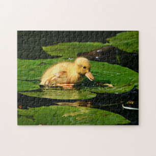 Gelbe Babyente Floating auf Lily Pads