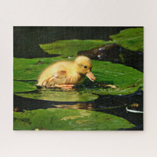Gelbe Babyente Floating auf Lily Pads