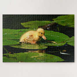 Gelbe Babyente schwimmend auf Lily Pads