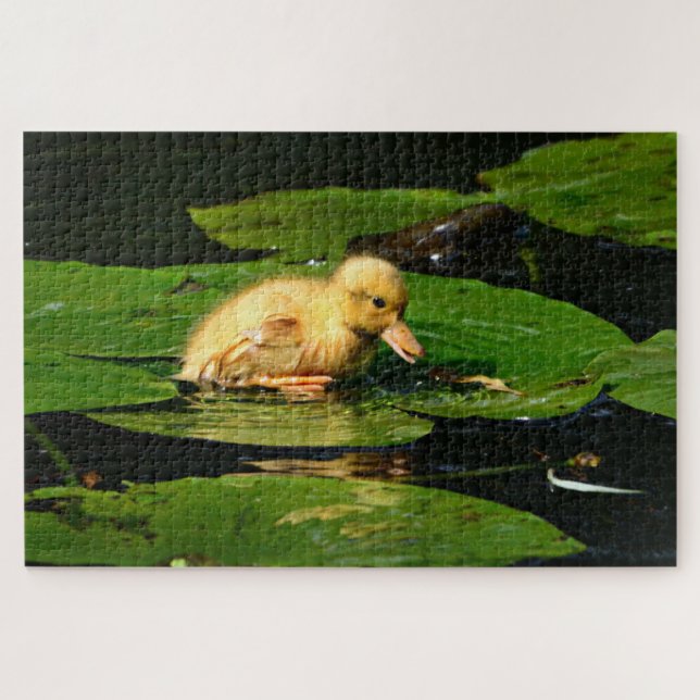 Gelbe Babyente schwimmend auf Lily Pads (Horizontal)