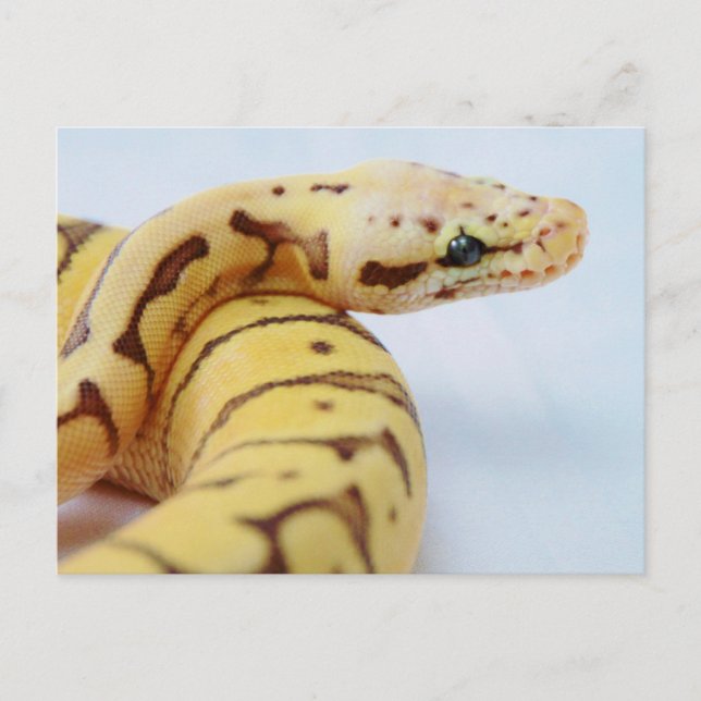 Gelbe Ball-Python Nah hoch Postkarte (Vorderseite)