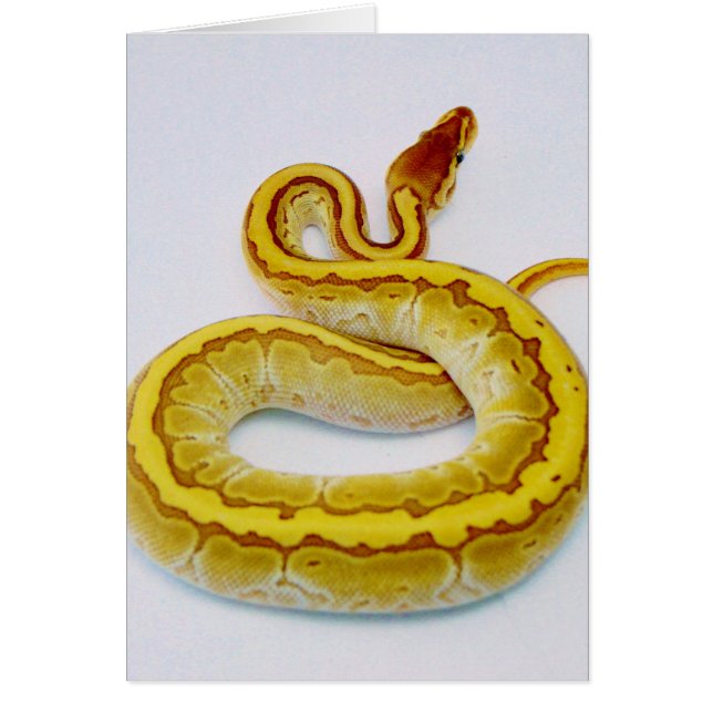 Gelbe Ball-Pythonschlange des Buchstabe-"S" (Vorne)