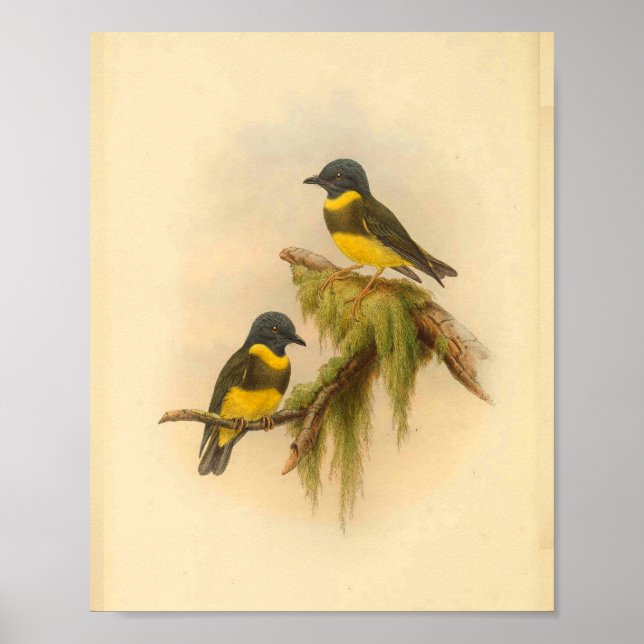 Gelbe Bandin-Bird-Vintag Poster (Vorne)