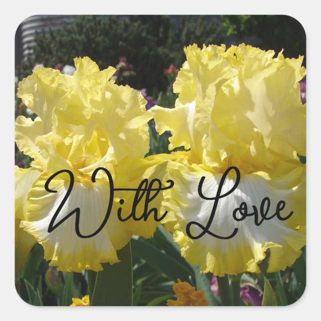 Gelbe Bartete Iris Iris Blume Blumenkohl Liebe Quadratischer Aufkleber (Vorderseite)