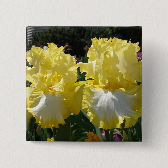 Gelbe Bartete Iris Iris Blume Button (Vorderseite)