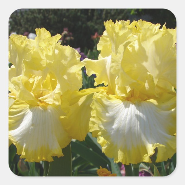 Gelbe Bartete Iris Iris Blume Quadratischer Aufkleber (Vorderseite)