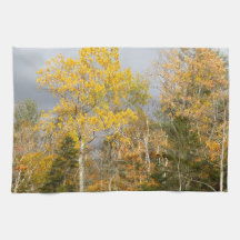 Gelbe Bäume in New Hampshire 7712