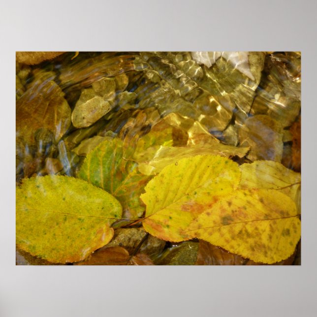 Gelbe Birkenblätter im Bach Poster (Vorne)