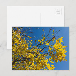 Gelbe Blätter auf Fall-Ash-Tree mit Blue-Sky-Foto Postkarte