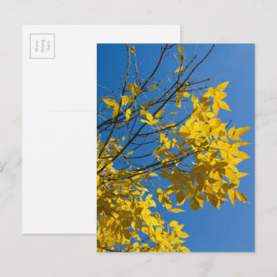 Gelbe Blätter Eschenbaum Herbst Naturfotografie Postkarte