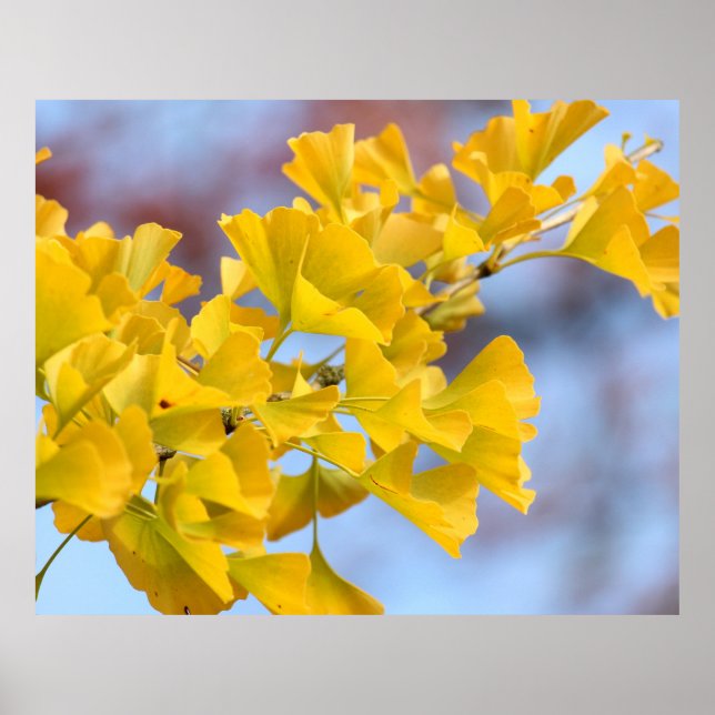 Gelbe Blätter Ginkgo Tree Poster (Vorne)