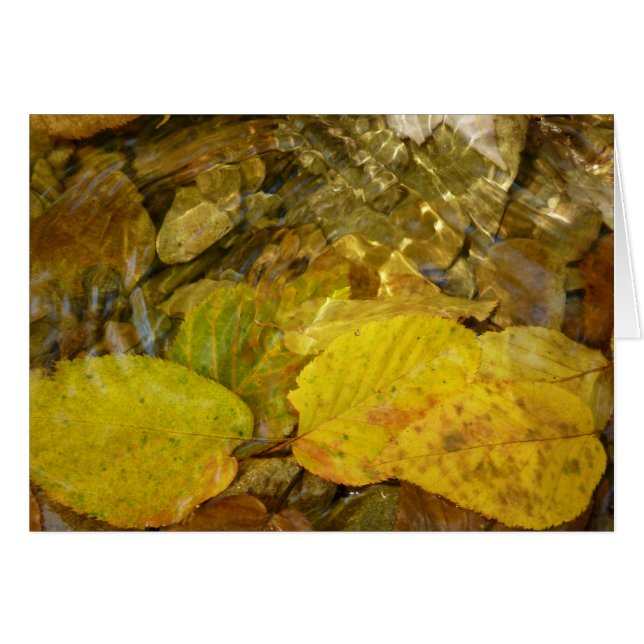 Gelbe Blätter in Stream (Vorderseite (Horizontal))