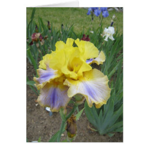 Gelbe blaue Iris-kleine leere Karte