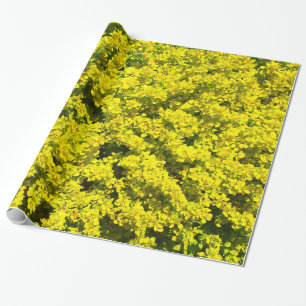 Gelbe blühende Strauch-goldene Schablone Woadwaxen Geschenkpapier