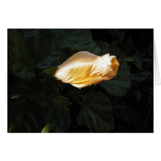 Gelbe Blume (Vorderseite (Horizontal))