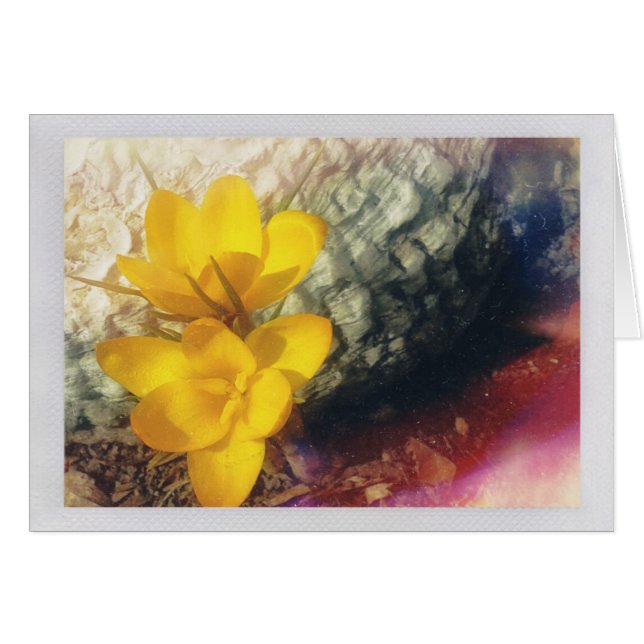 Gelbe Blume (Vorderseite (Horizontal))