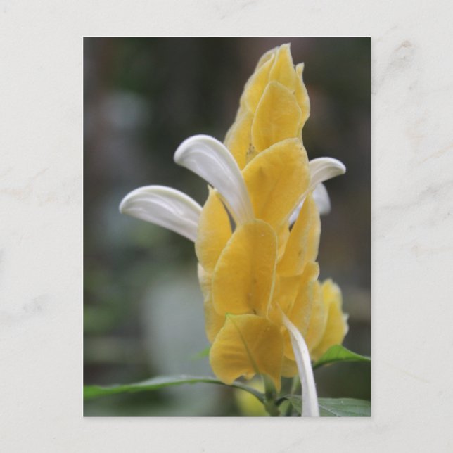 Gelbe Blume # 2 Postkarte (Vorderseite)