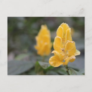Gelbe Blume # 4 Postkarte