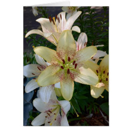 Gelbe Blume-Blankenkarte