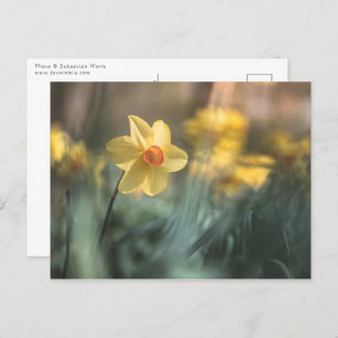 Gelbe Blume Foto Postkarte