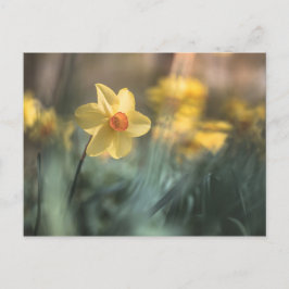Gelbe Blume Foto Postkarte