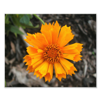 Gelbe Blume Fotodruck