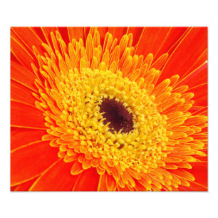Gelbe Blume Fotodruck