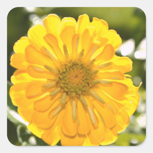 Gelbe Blume Gelbblütengelb Quadratischer Aufkleber (Vorderseite)