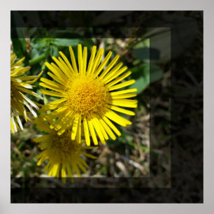 Gelbe Blume hinter Fenstern Poster