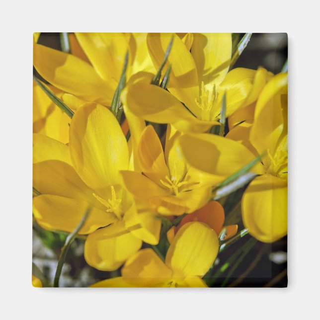 Gelbe Blume Magnet (Vorne)
