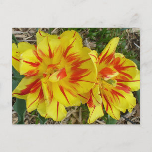 Gelbe Blume mit roten Streifen Postkarte