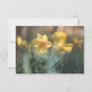 Gelbe Blume Naturfotokarte